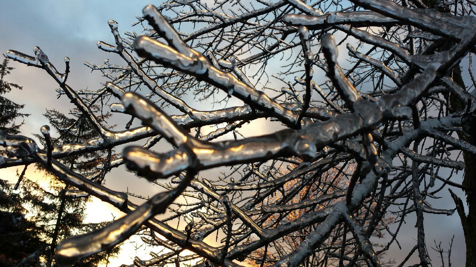 Sunset in Frozen branches